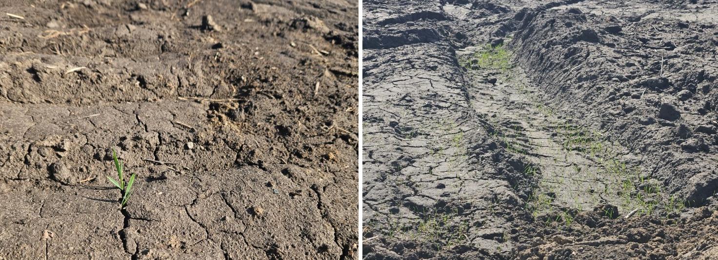 Первые всходы травы появились на полигоне в Пашино после рекультивации