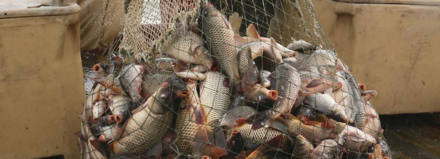 Более 500 метров браконьерских сетей вытащили из Оби новосибирцы