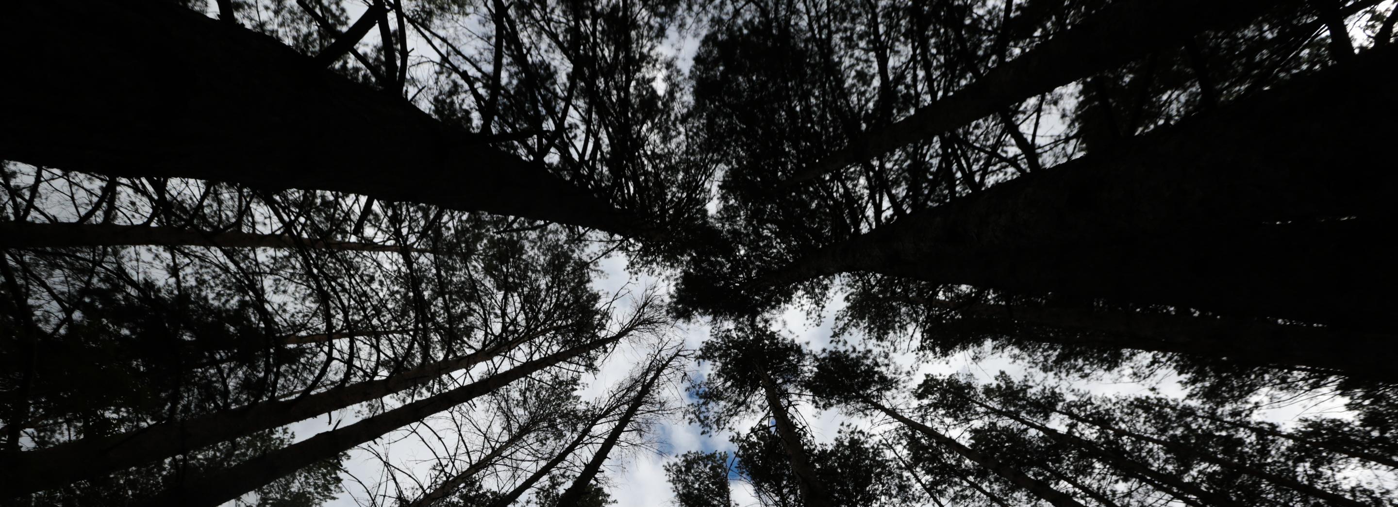 Старые деревья рубят возле клиники Мешалкина и в Сосновом бору