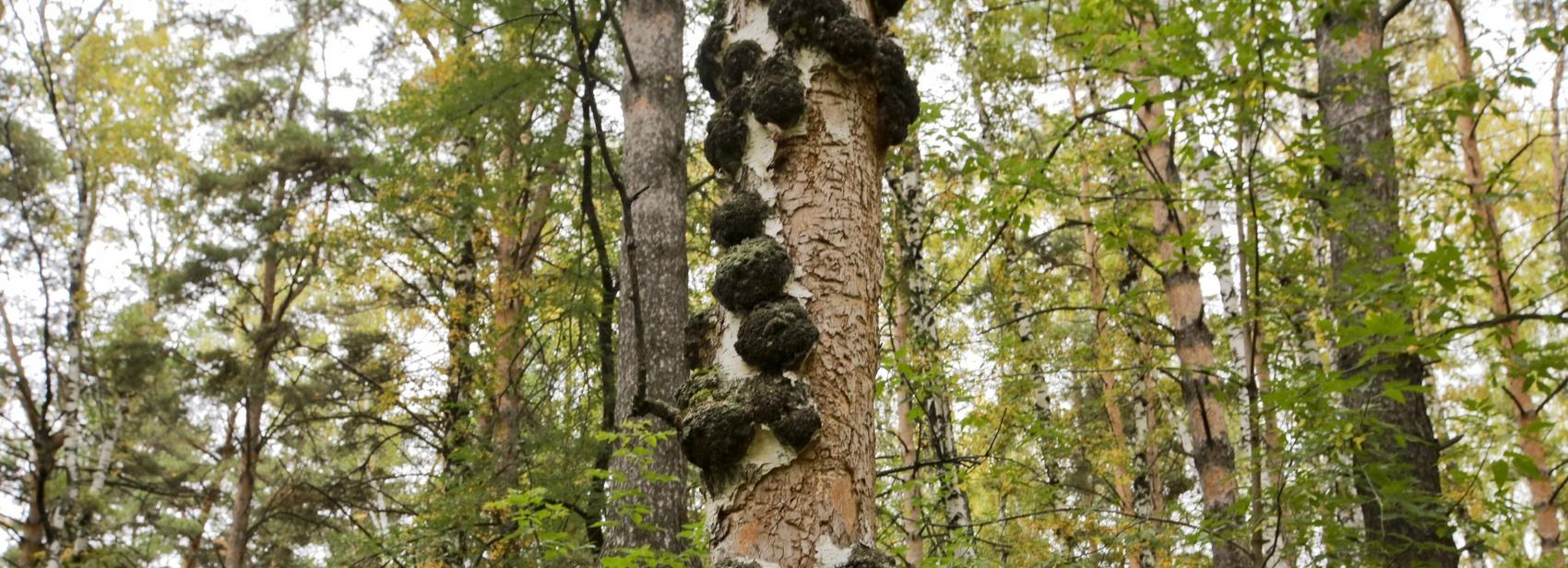 Умирающий Сосновый бор вылечат и превратят в открытый парк