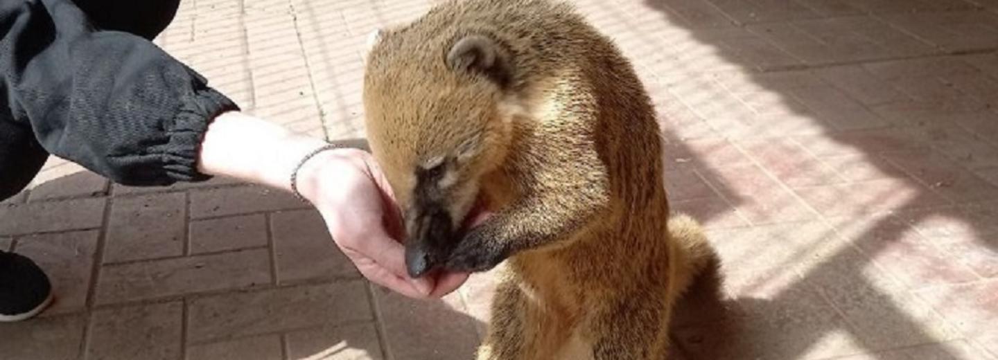 Имя для суетливой носухи выбирает мини-зоопарк на Затулинке