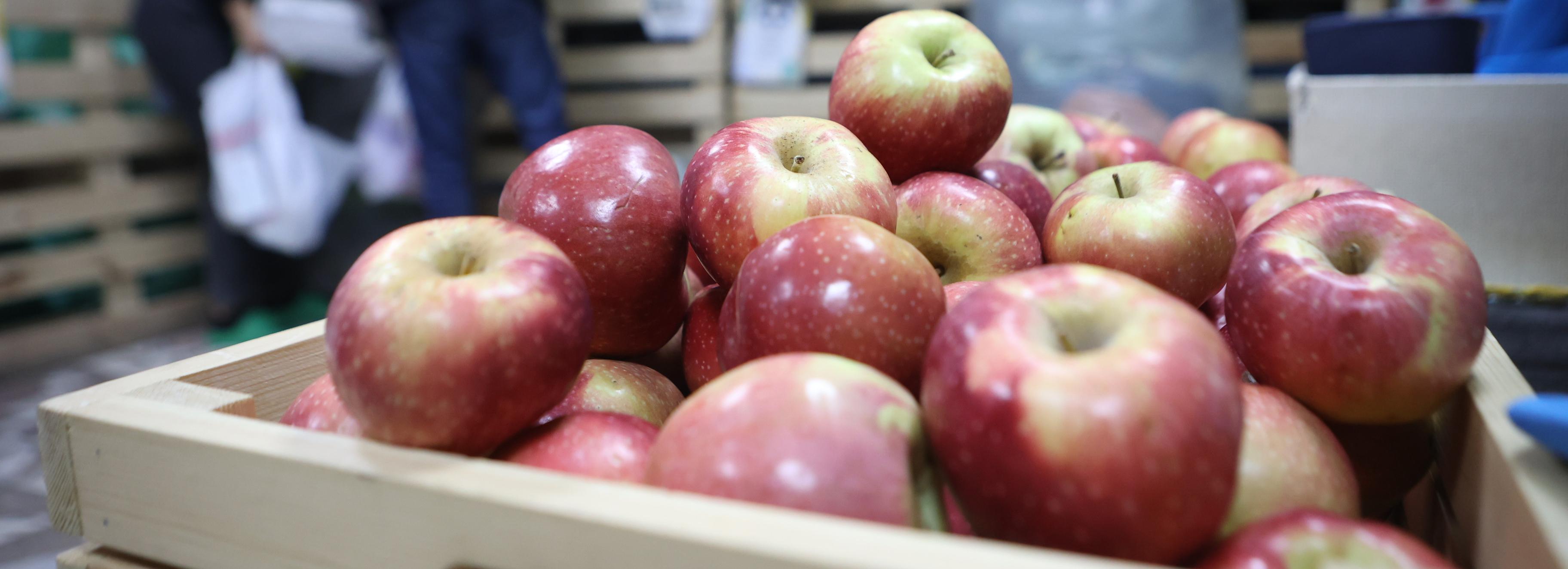 Пластик, батарейки и макулатуру обменяли на яблоки в экоцентре «Пчела»