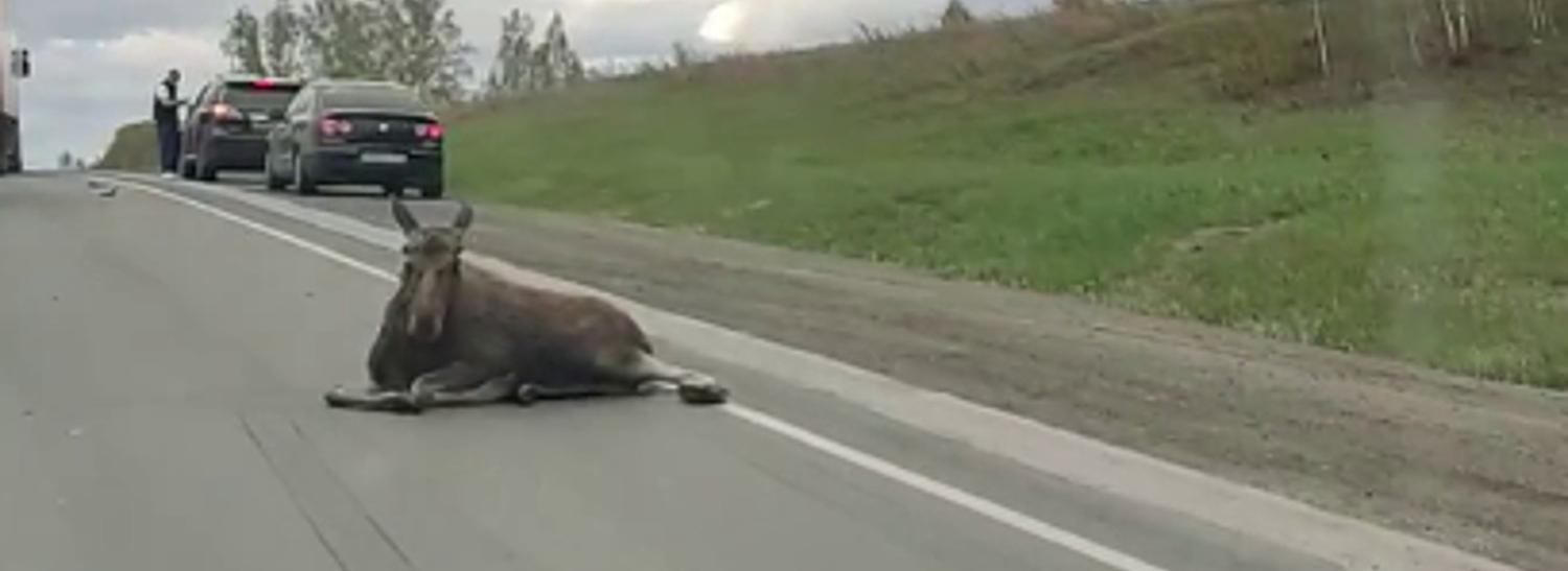 Лосёнок погиб после ДТП с «Лексусом» в Новосибирской области