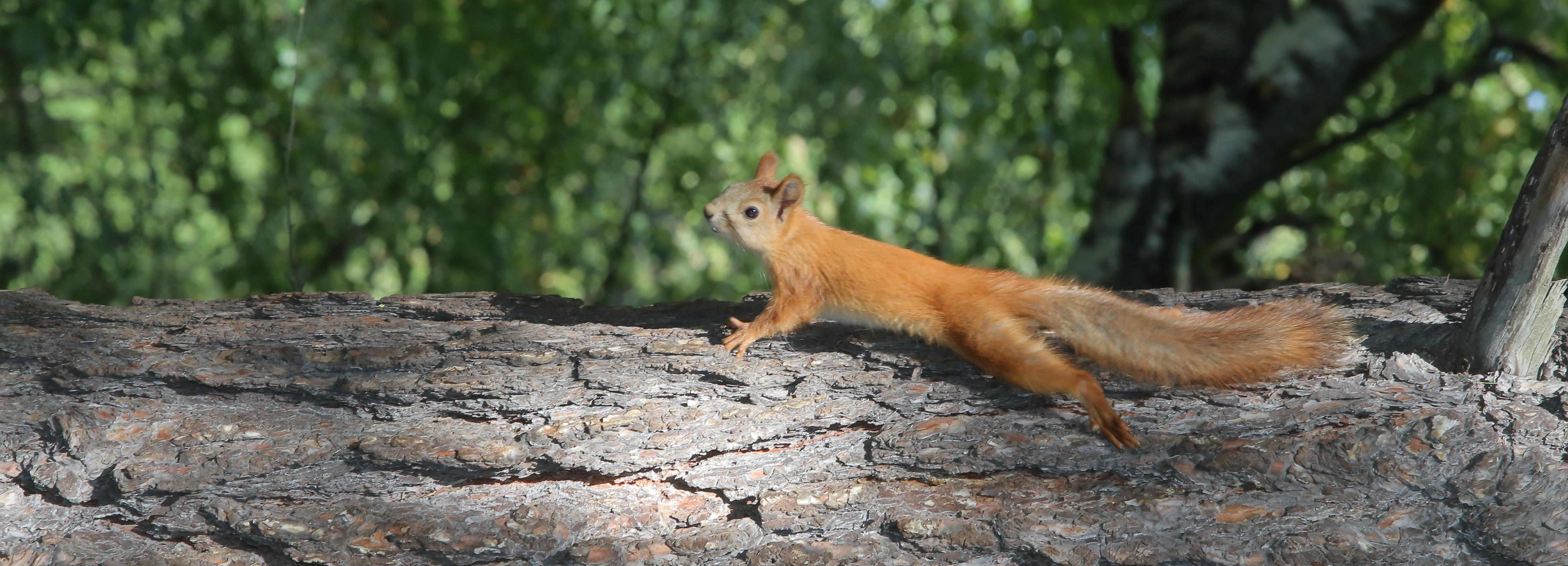 Покорми белочку: где встретить пушистых красавиц
