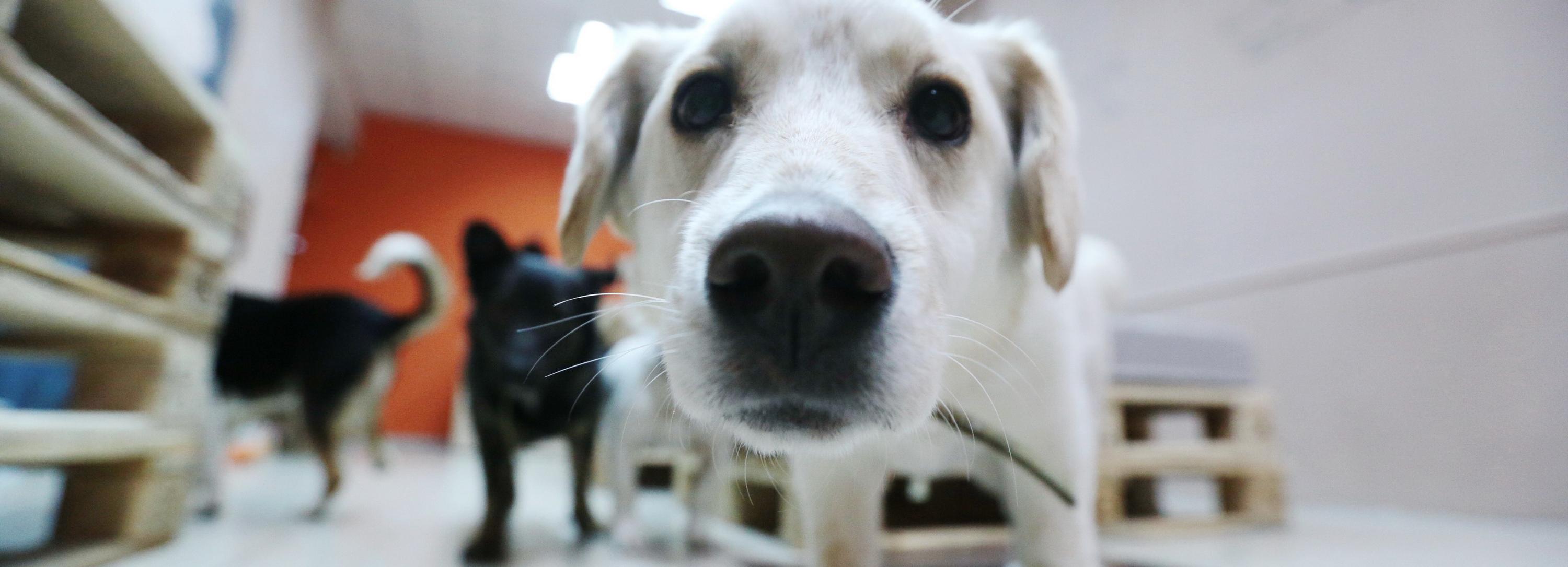 Куда пускают с собакой: 40 дог-френдли баров и кофеен Новосибирска