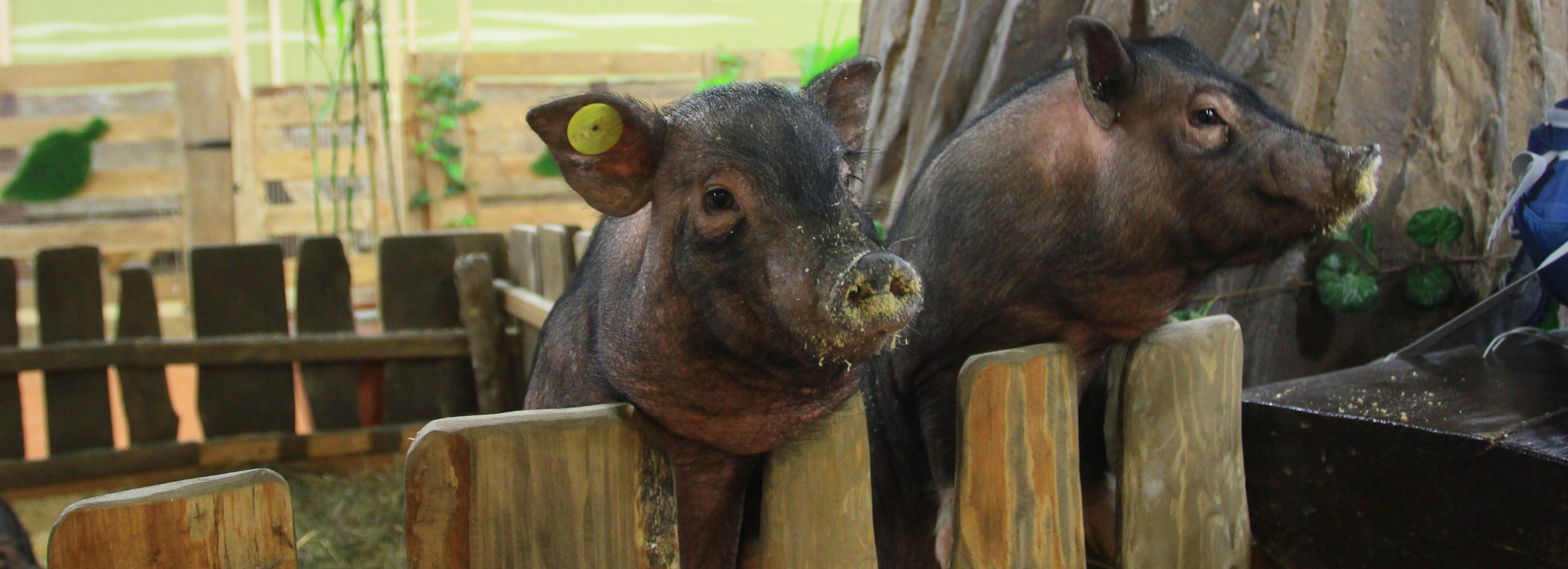 В Новосибирской области поставили на учёт всех свиней