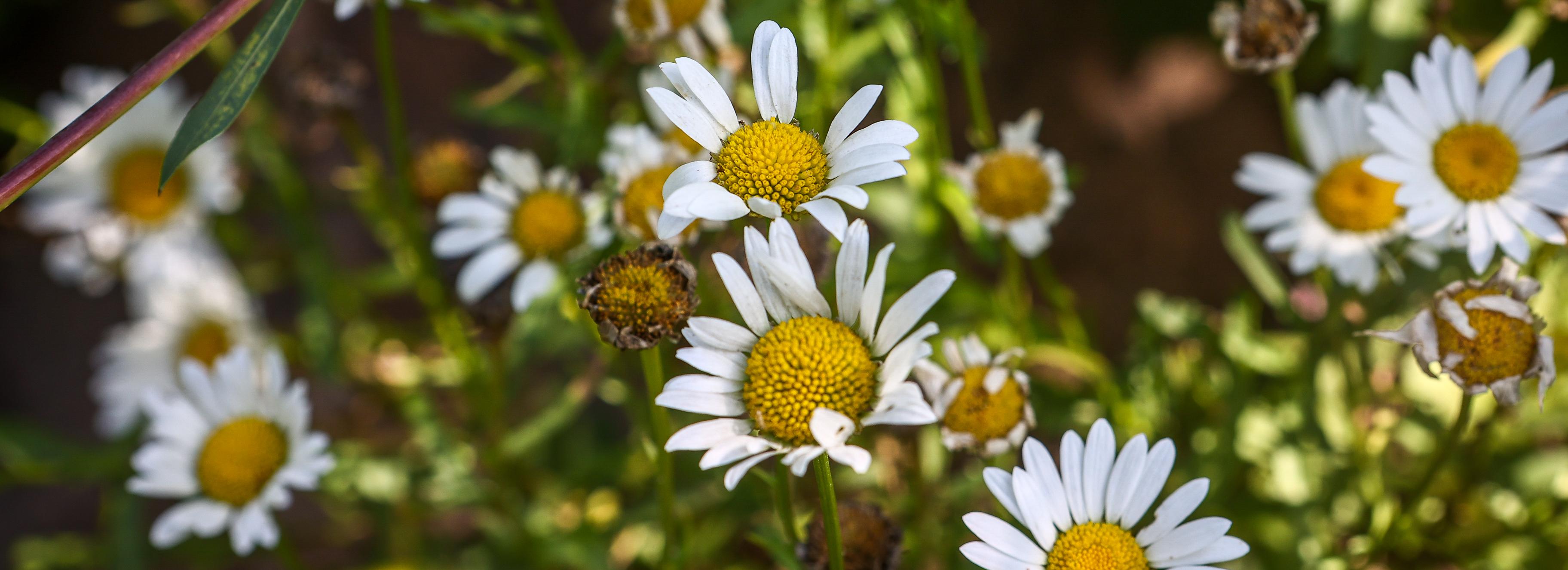 Синоптики рассказали, придёт ли в Новосибирск бабье лето