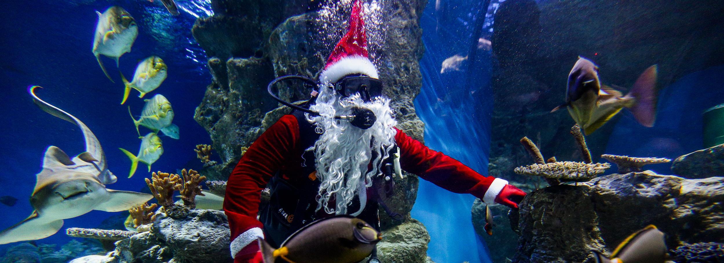 Санта-Клаус в акваланге накормил акул новосибирского океанариума