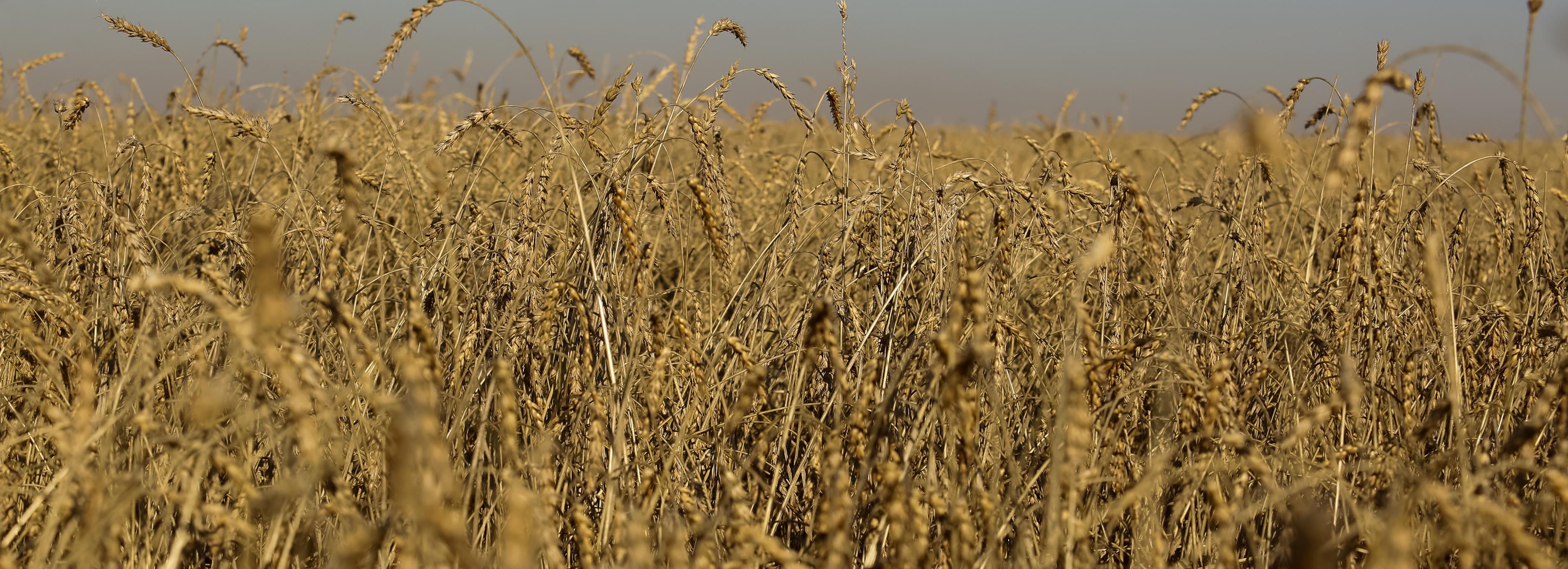 Нержавеющий сорт пшеницы «Сигма 5» вывели сибирские учёные