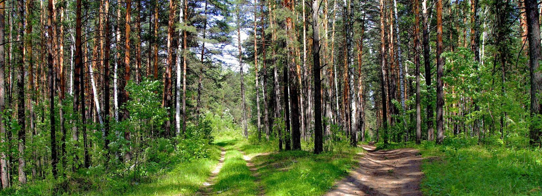 В Заельцовском бору обустроят лесную тропу вдоль дороги