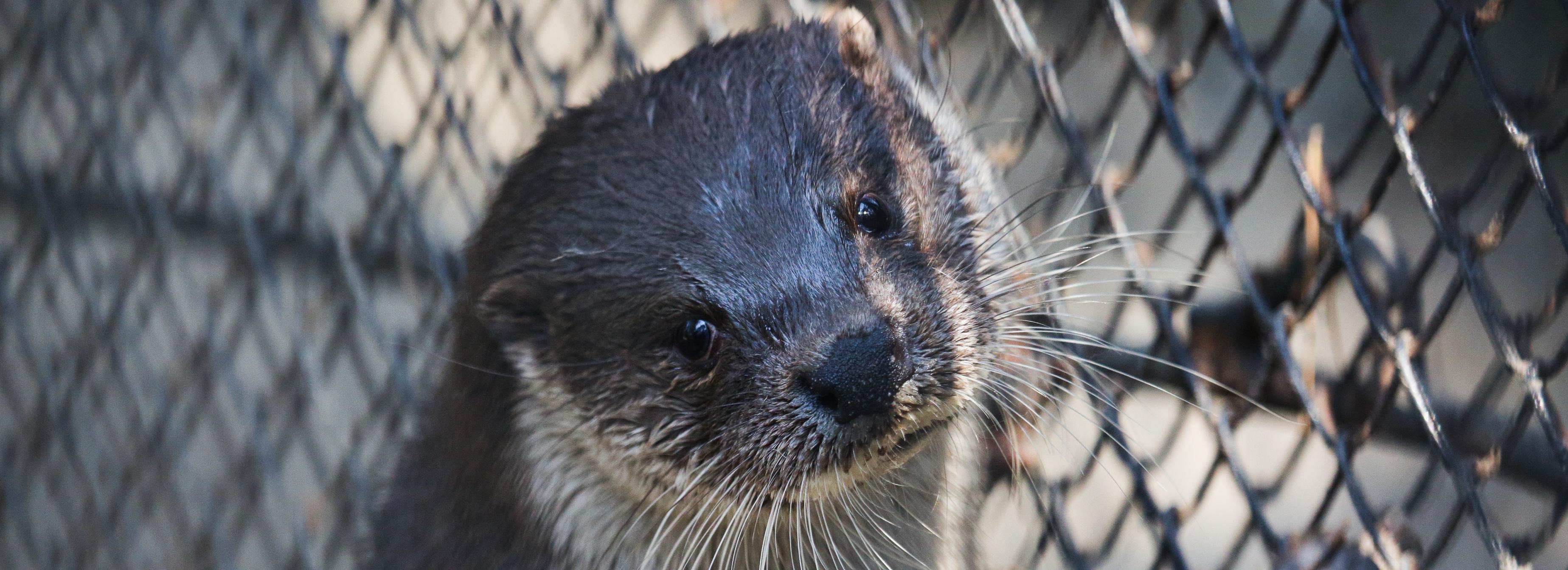 Четверо бескоготных выдрят родились в Новосибирском зоопарке