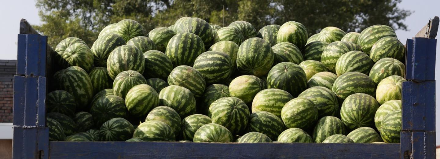 Арбузы выращивают без грунта в инновационных теплицах Краснообска