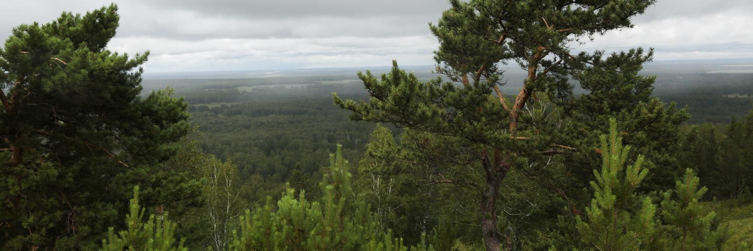 Лес попутал: что делать, если заблудился