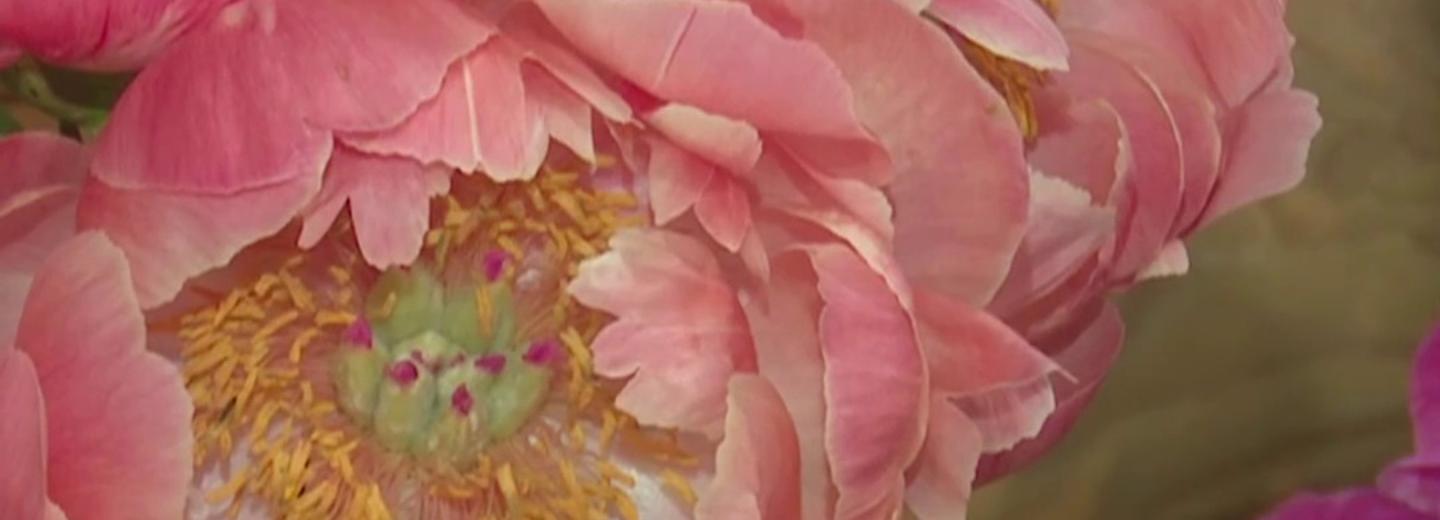 Магия пионов: на двух выставках покажут роскошные июньские цветы