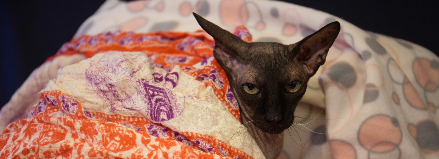 99% жилых домов подключили к теплу в Новосибирске