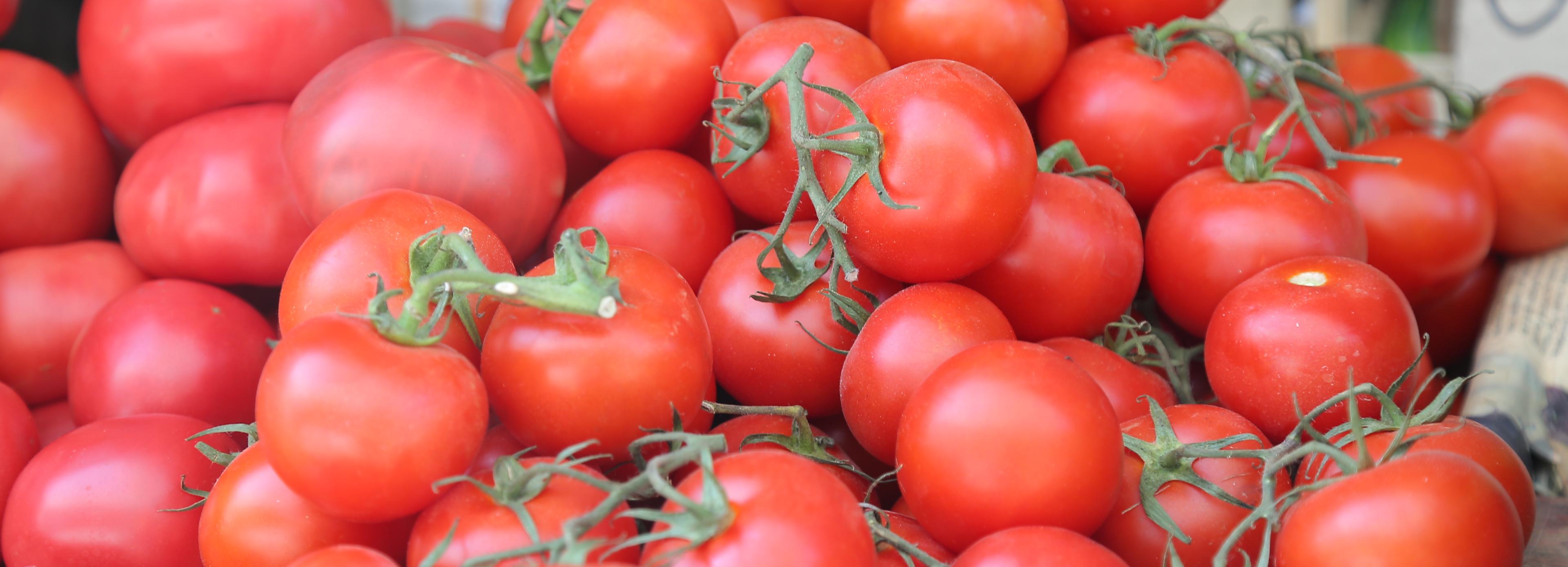 Что делать, чтобы рассада помидоров не вытягивалась — ответ доцента НГАУ