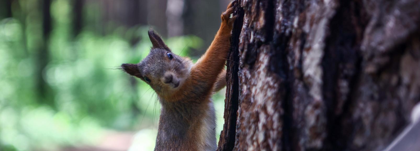 Новосибирцы выбрали концепцию благоустройства Инюшенского бора