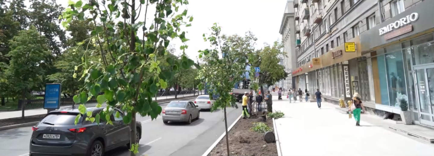 Под сенью лип: на улице Орджоникидзе завершили высадку деревьев