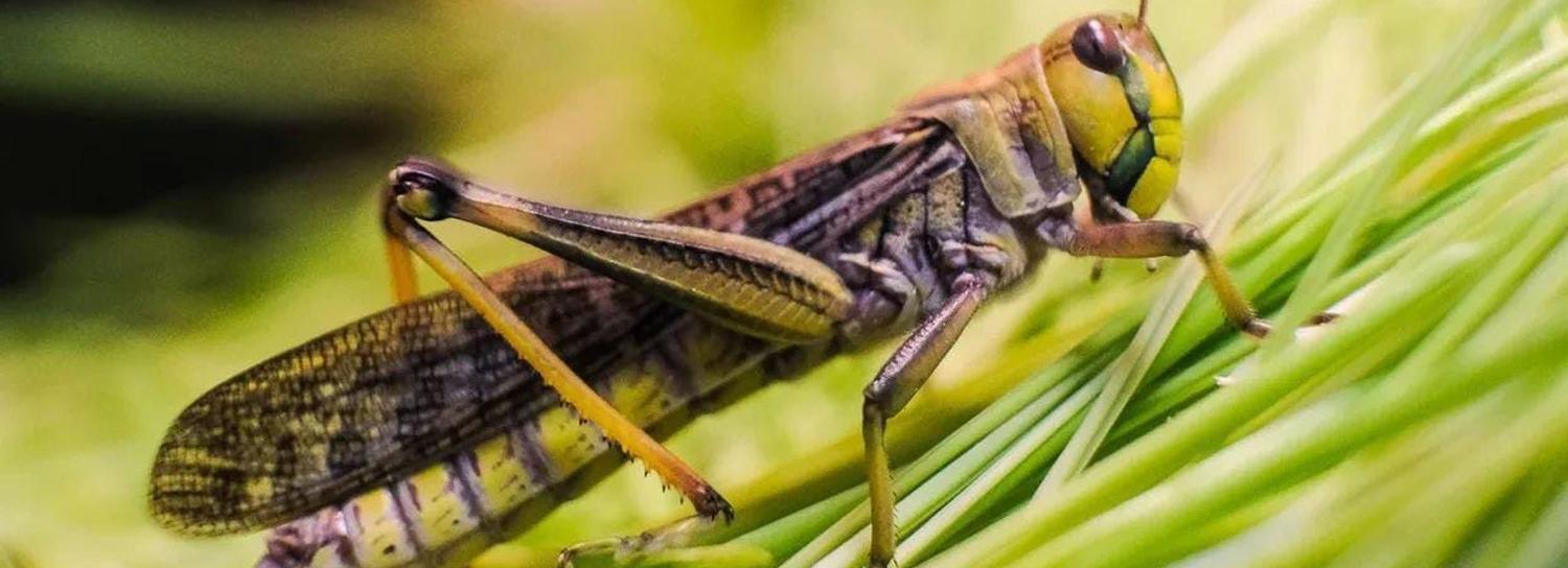 Зоопарк позвал новосибирцев посмотреть на насекомых-призраков