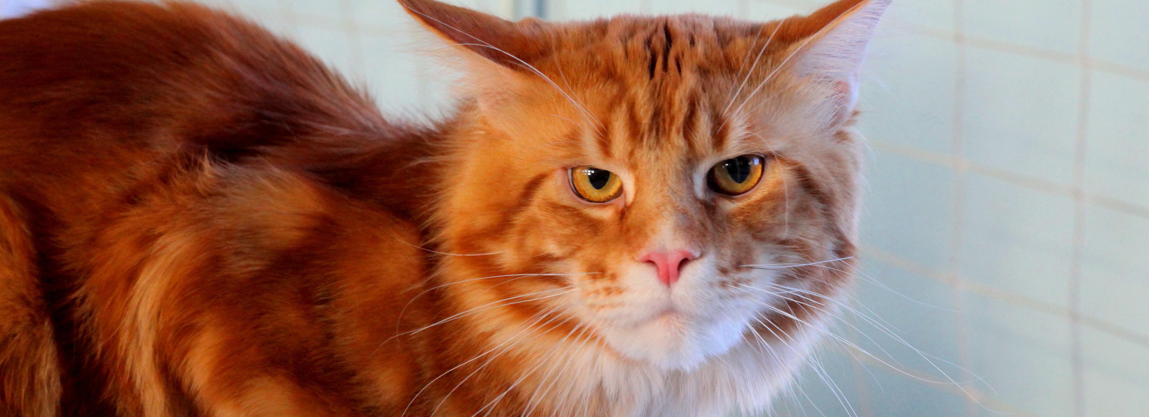 Премиум-корм для котика подарят внимательным слушателям Горволны