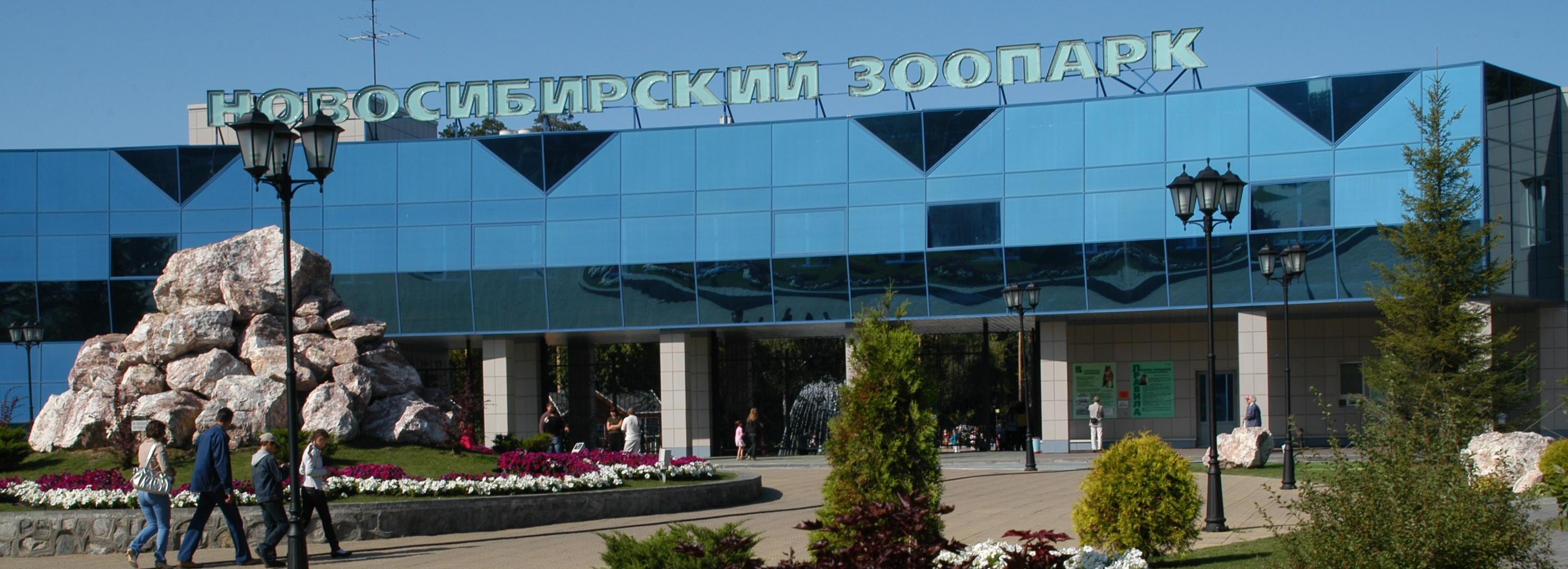 У единственной в России пары золотистых такинов родился малыш