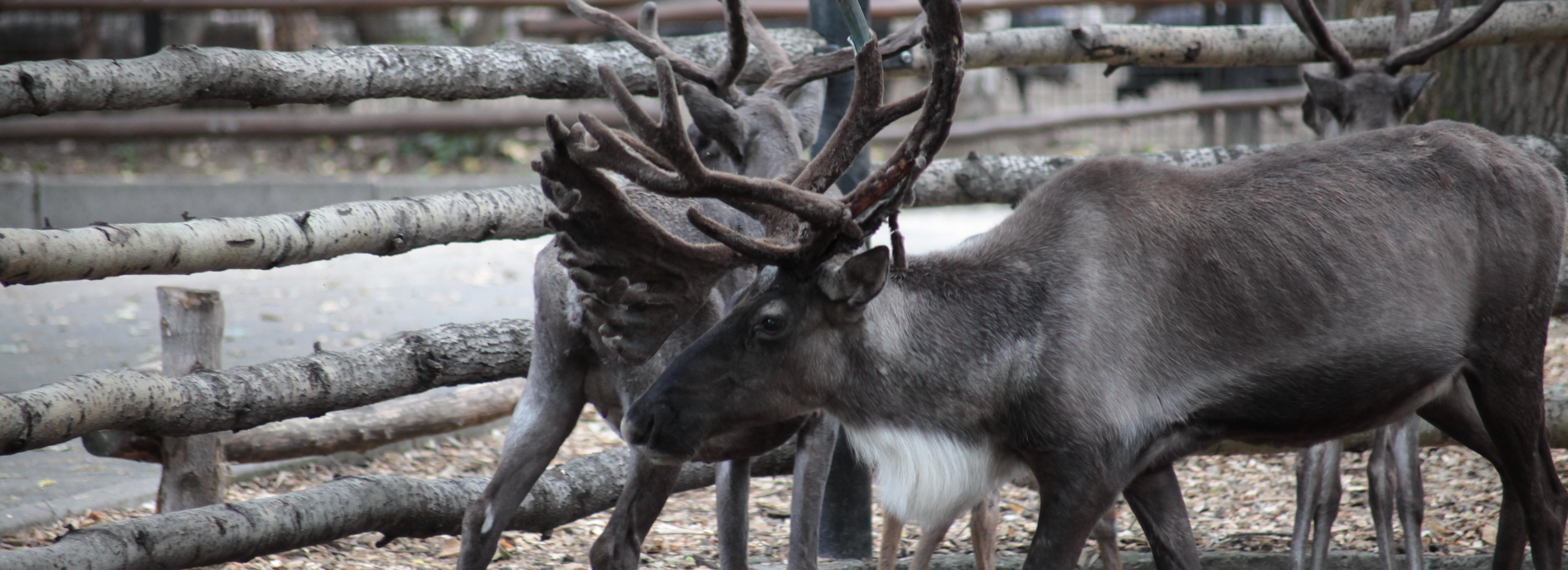 Новосибирский зоопарк собрал три миллиона на восстановление вольеров