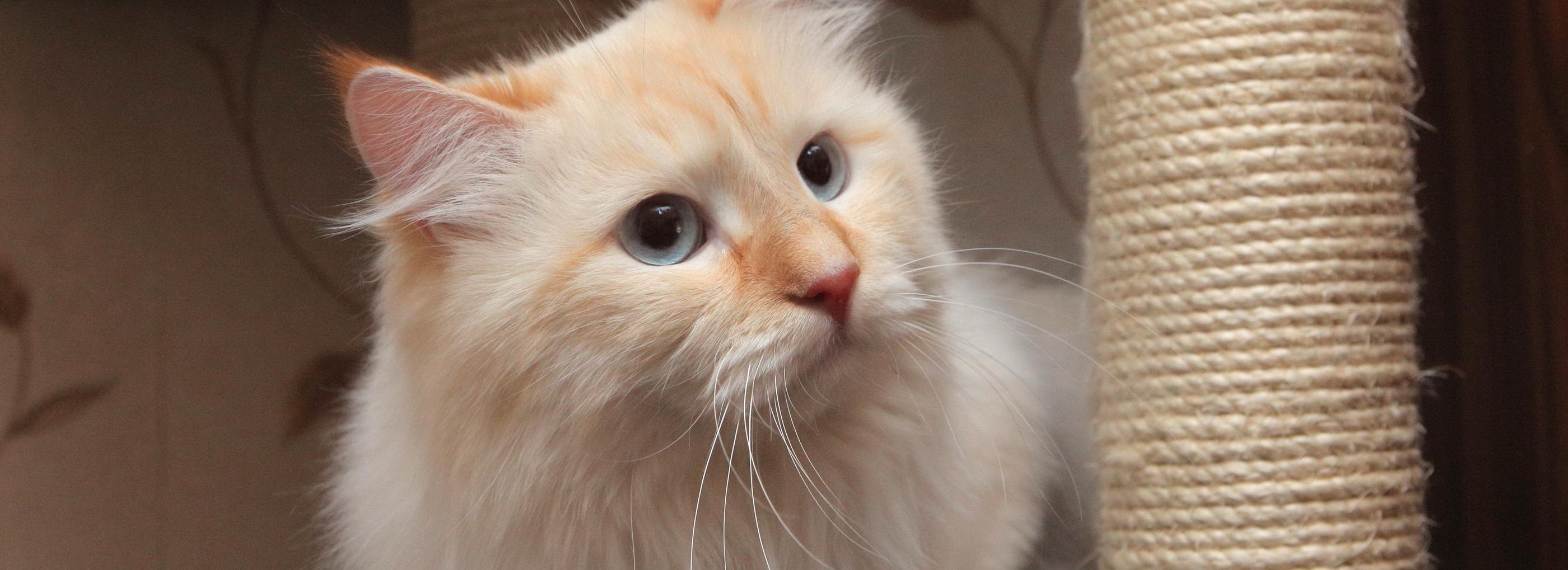 Котоситтера для фотографирования счастливых питомцев ищут в Новосибирске