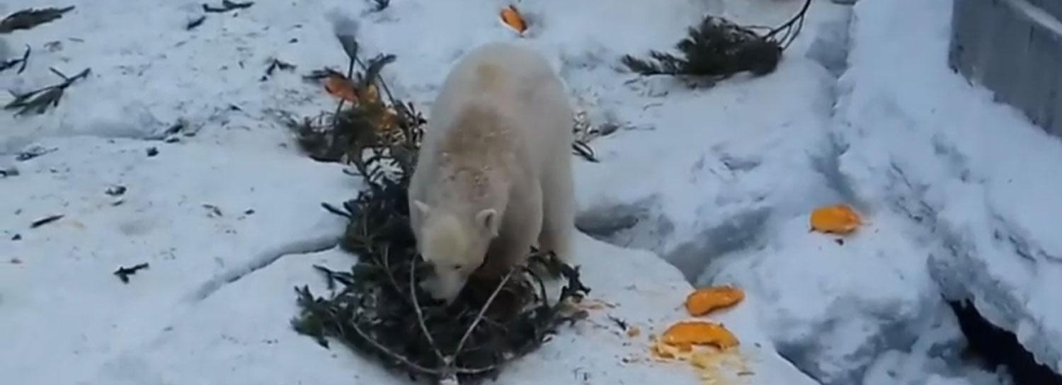 Белые медведи разодрали новогоднюю ёлку в Новосибирском зоопарке