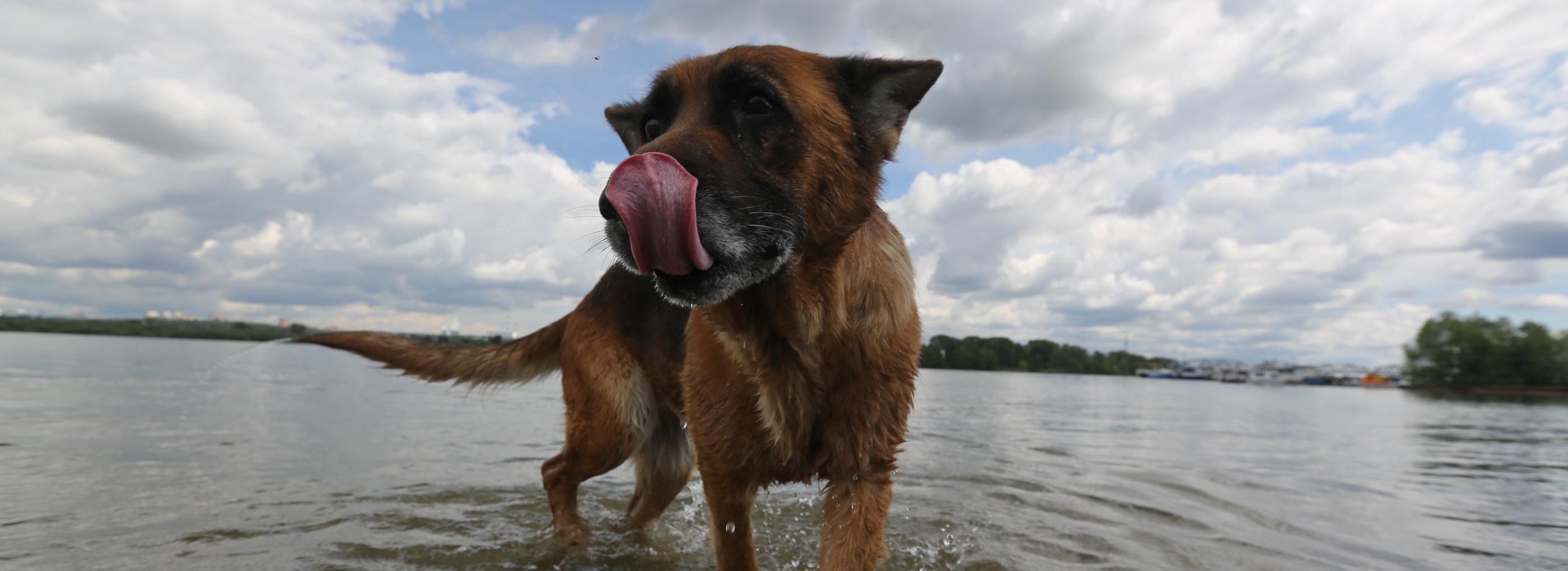 Как помочь котикам и собакам пережить жару — советы ветеринара