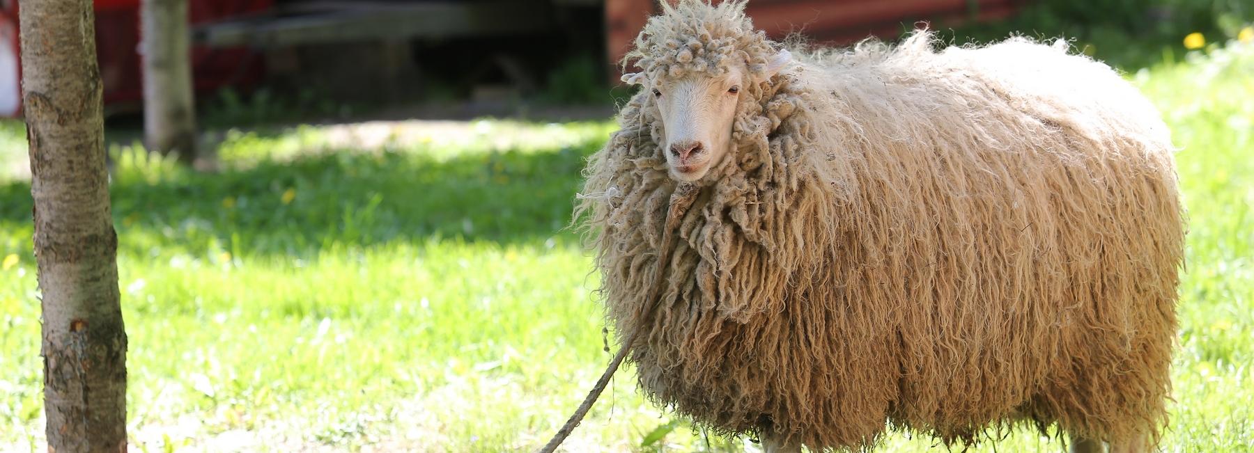 Если вы пропустили: электропастух, охота на хакеров и борщ с карасём