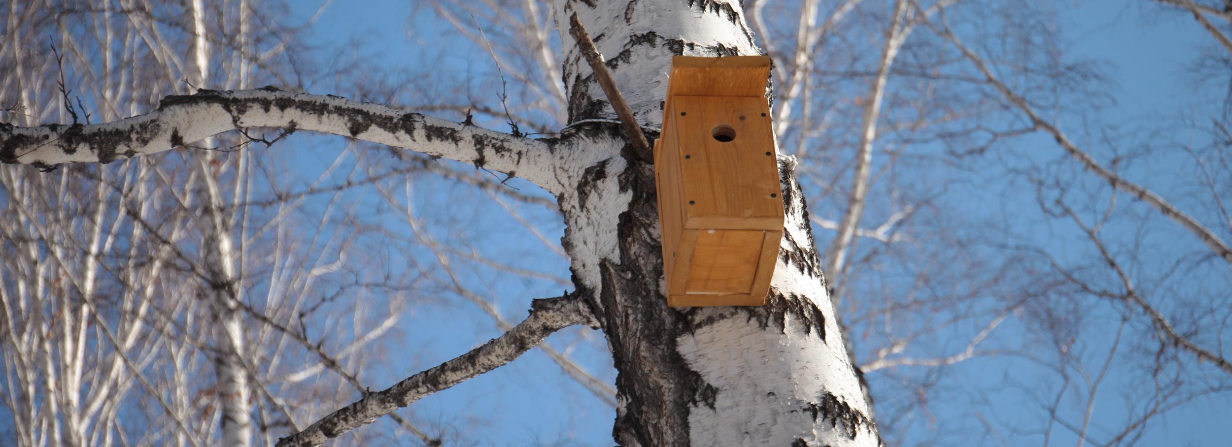 Как смастерить скворечник: полезные советы в одной картинке