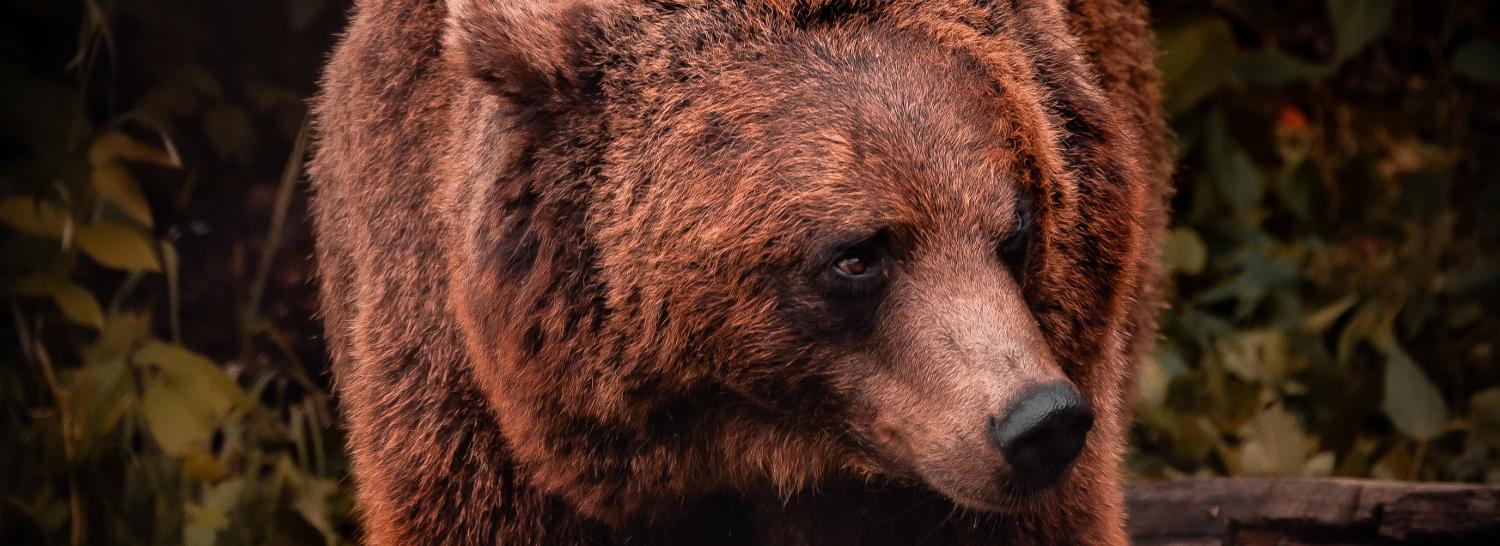 Медведь подрал шею лошади у реки в Новосибирской области