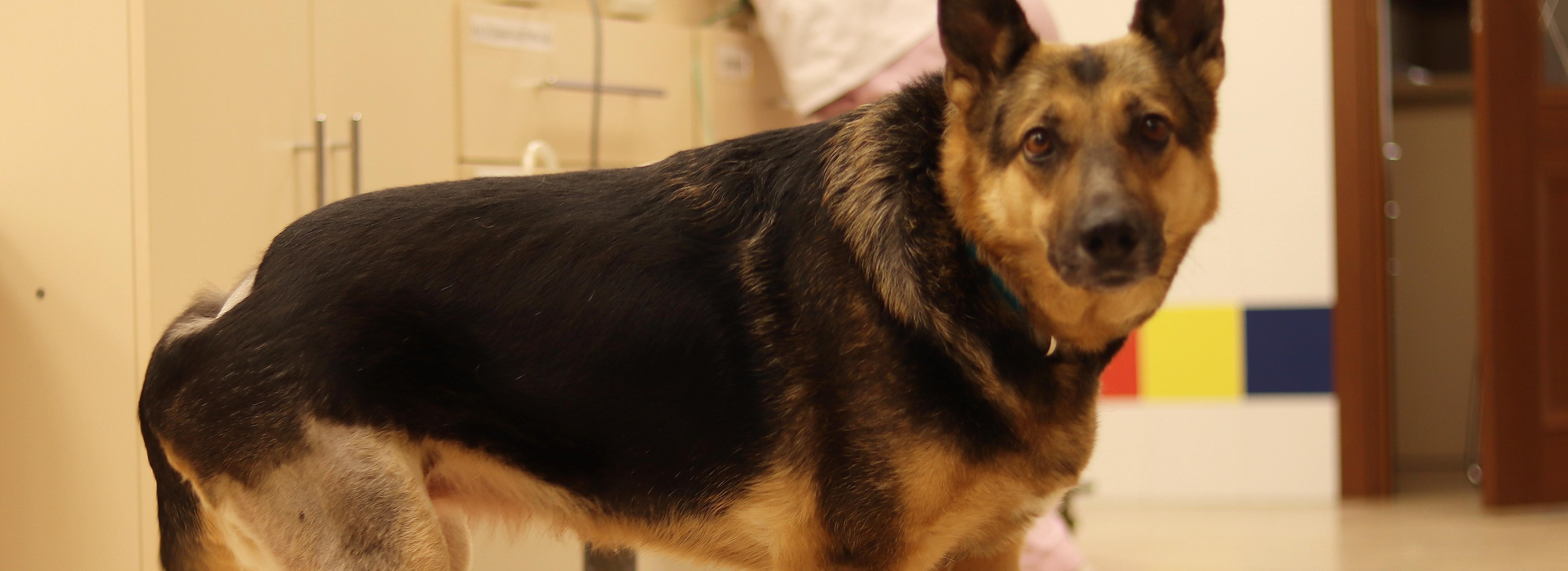 Краснодарской собаке Брунгильде сделали новые лапы в Новосибирске