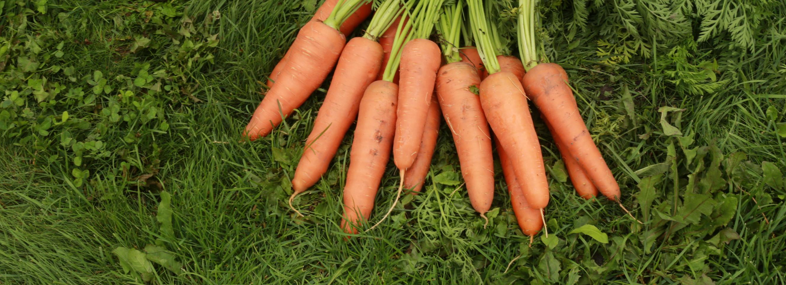 Новосибирским дачникам разрешили продавать урожай в супермаркетах