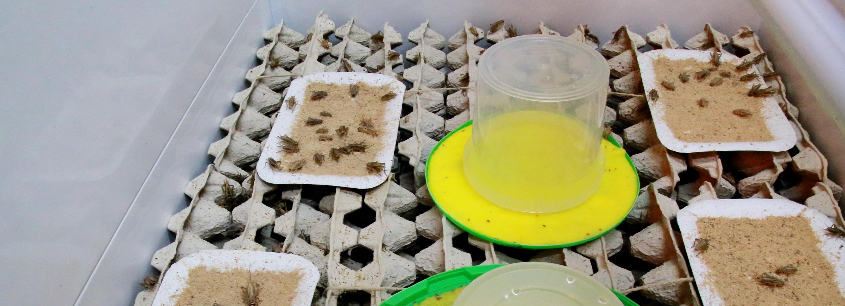 Мука из насекомых: как выглядит первая в России сверчковая ферма