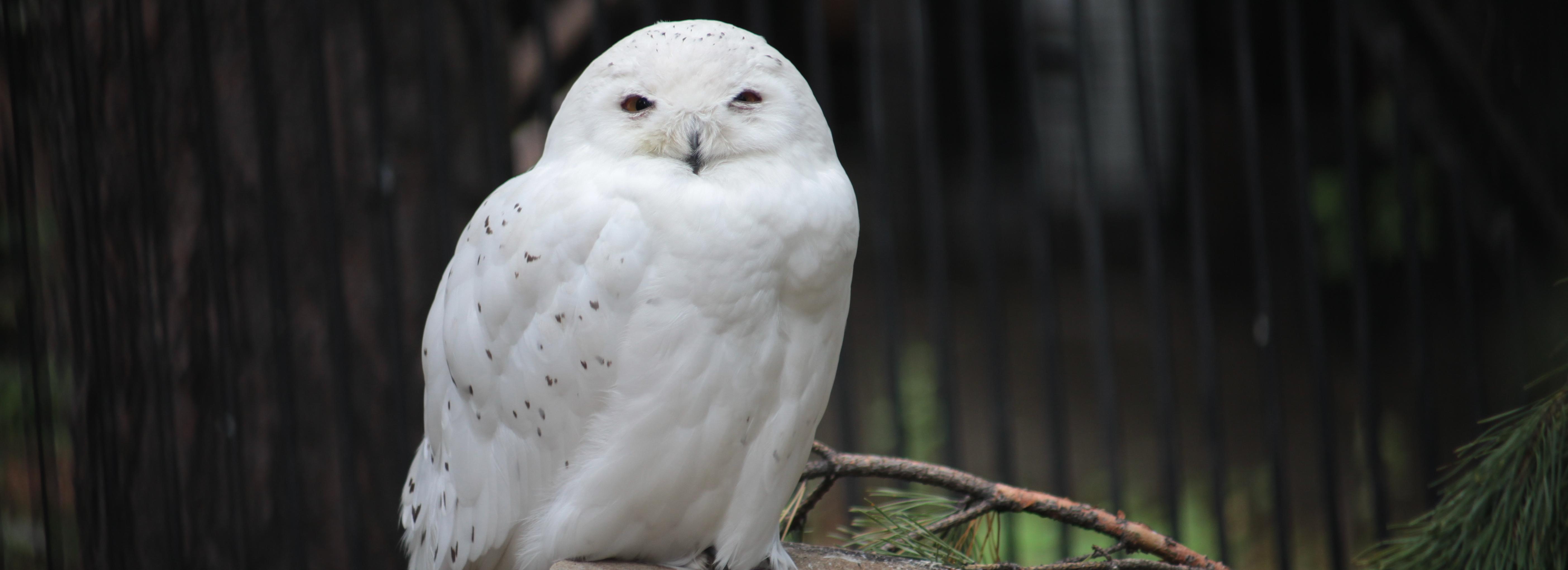 Новосибирский зоопарк с 30 сентября не будет брать плату с пенсионеров