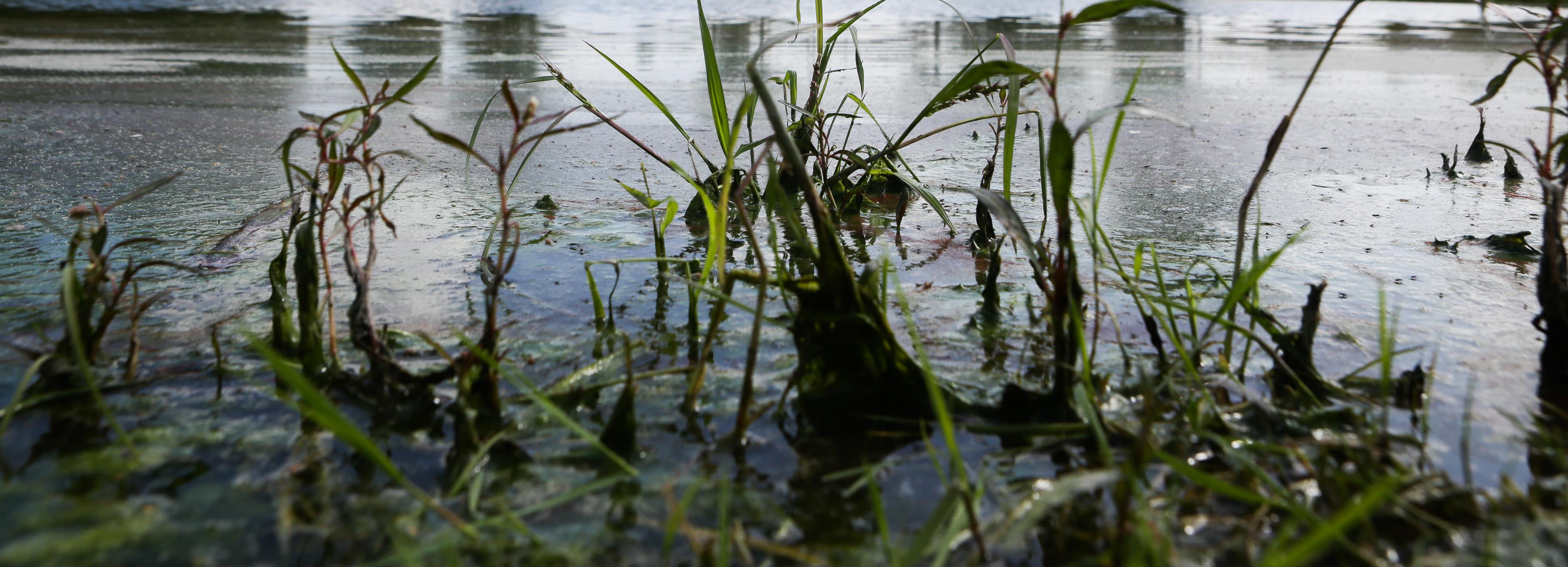 Парк благоустроят вокруг Собачьего озера на МЖК в Новосибирске