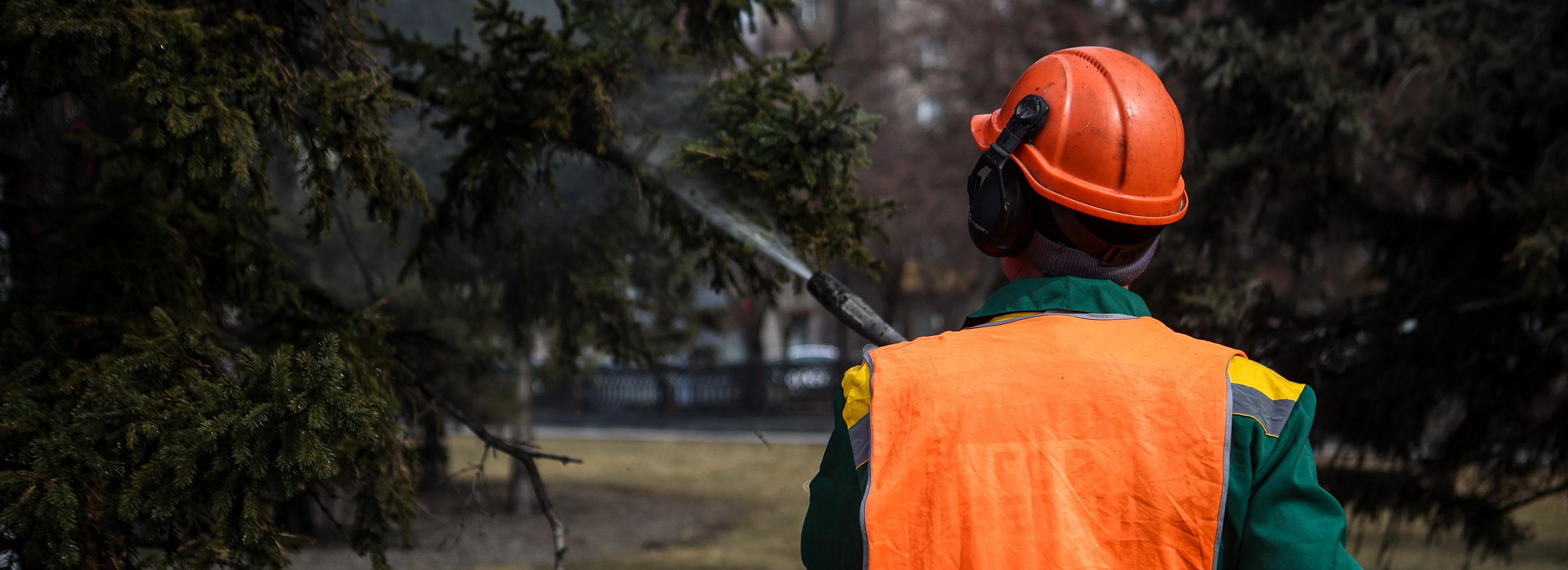 Душ с «зелёным мылом»: как ели у НОВАТа отмывают после зимы