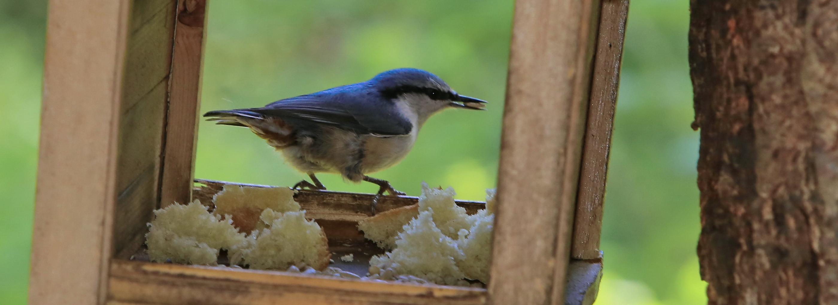 Какие опасные для людей болезни переносят городские птицы — отвечает врач