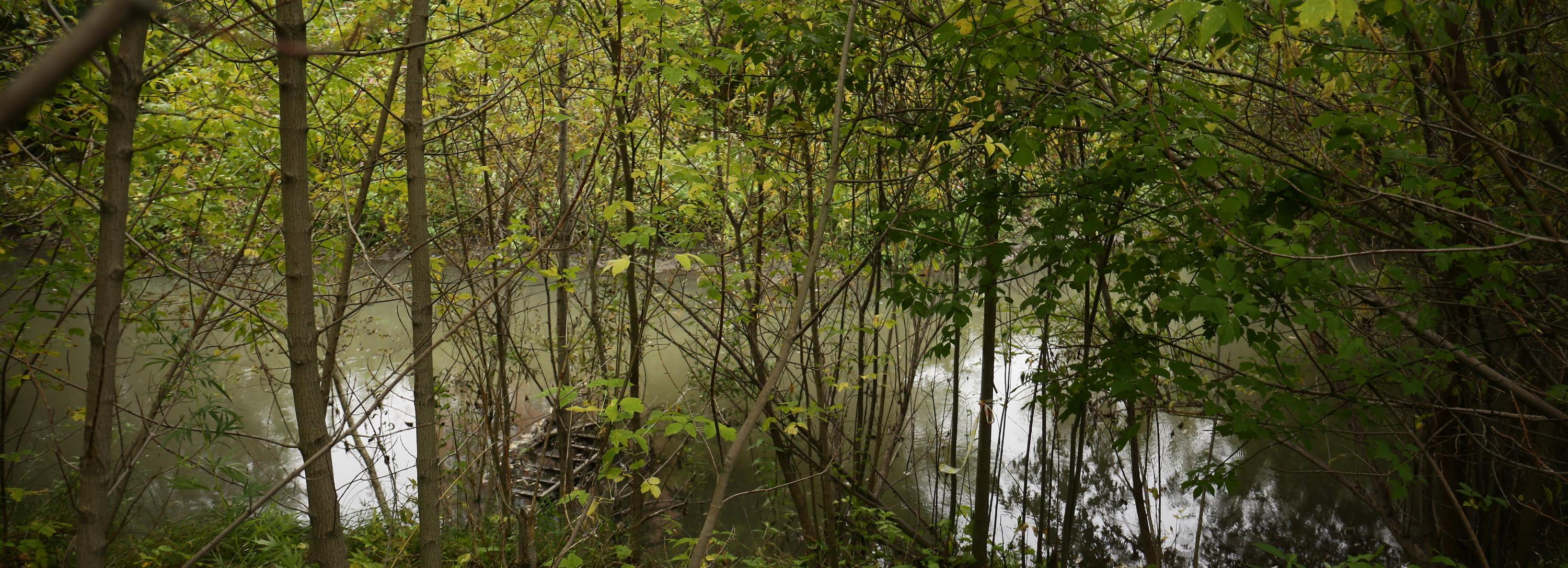 Зелёный каркас: в Новосибирске восстановят фауну и флору малых рек