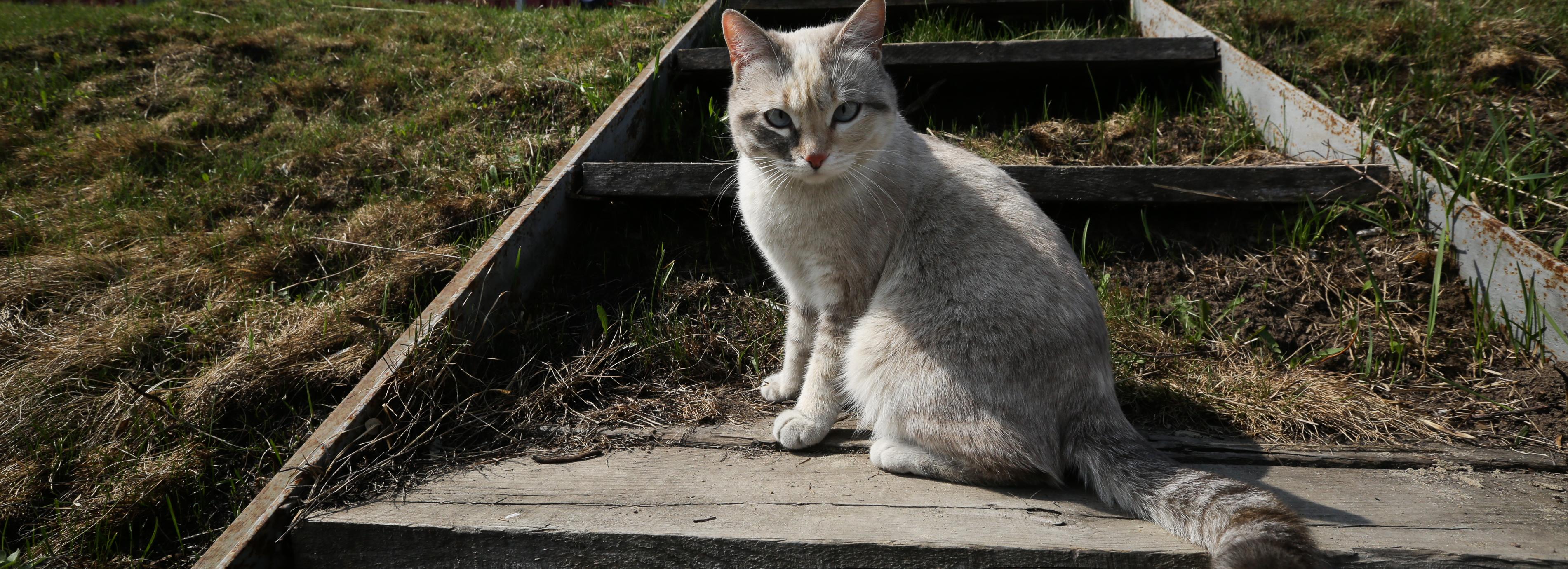 Штрафы для безответственных хозяев собак и кошек одобрили депутаты