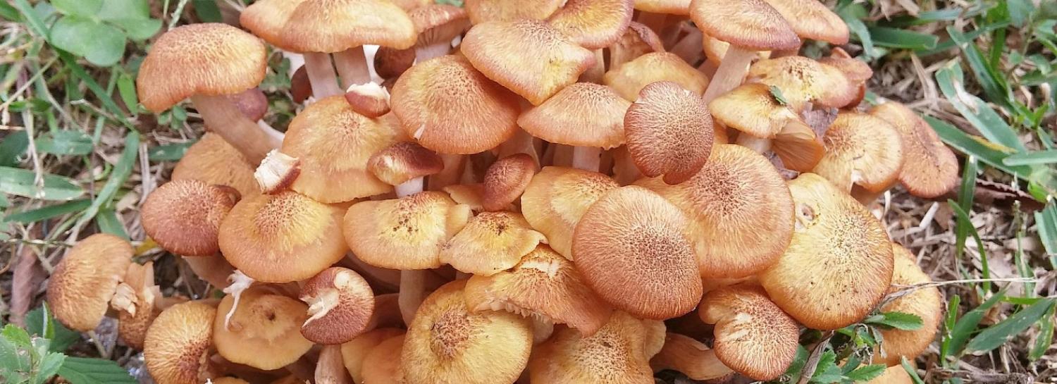 Урожайный сезон опят начался в Новосибирской области