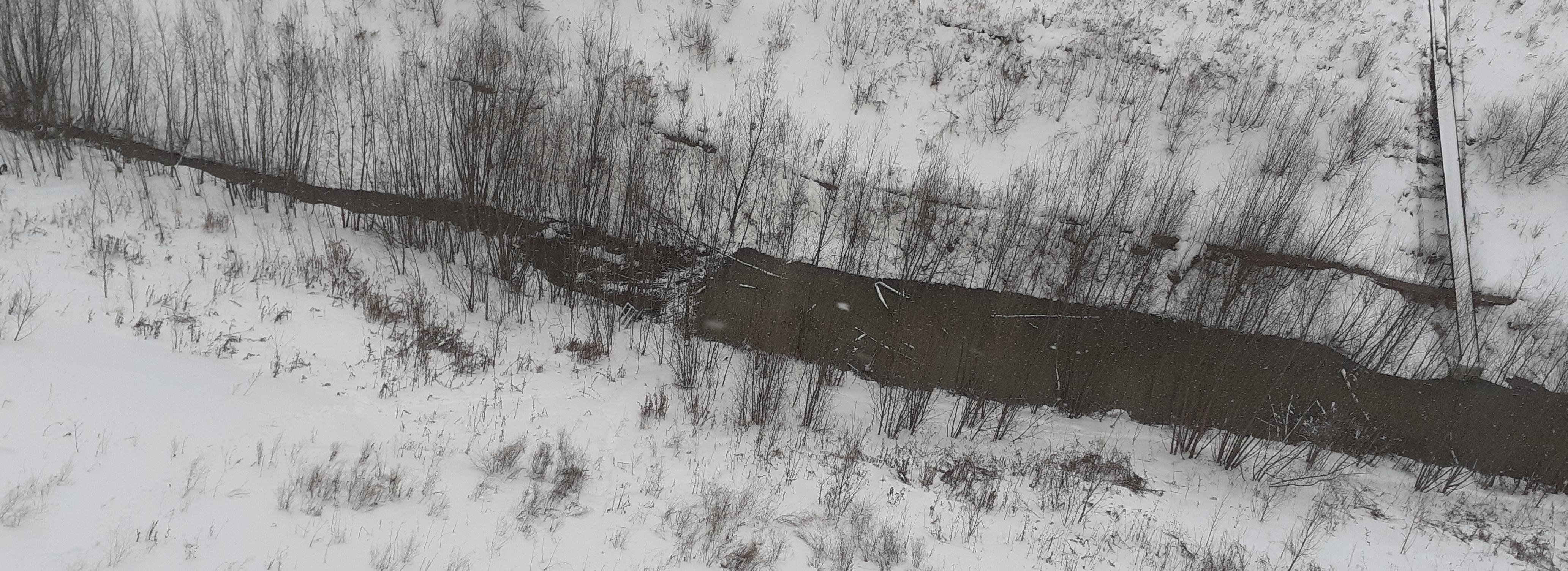 Бобров с реки Ельцовка оставили в покое до весны