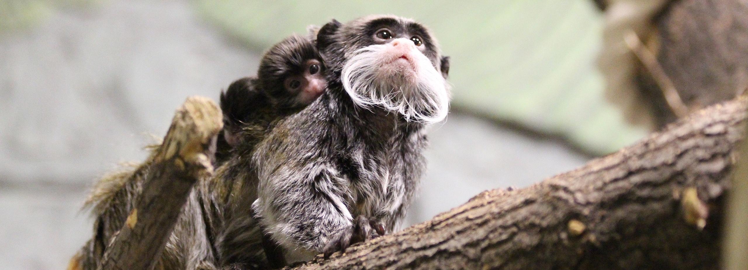 Императорская тройня родилась в Новосибирском зоопарке