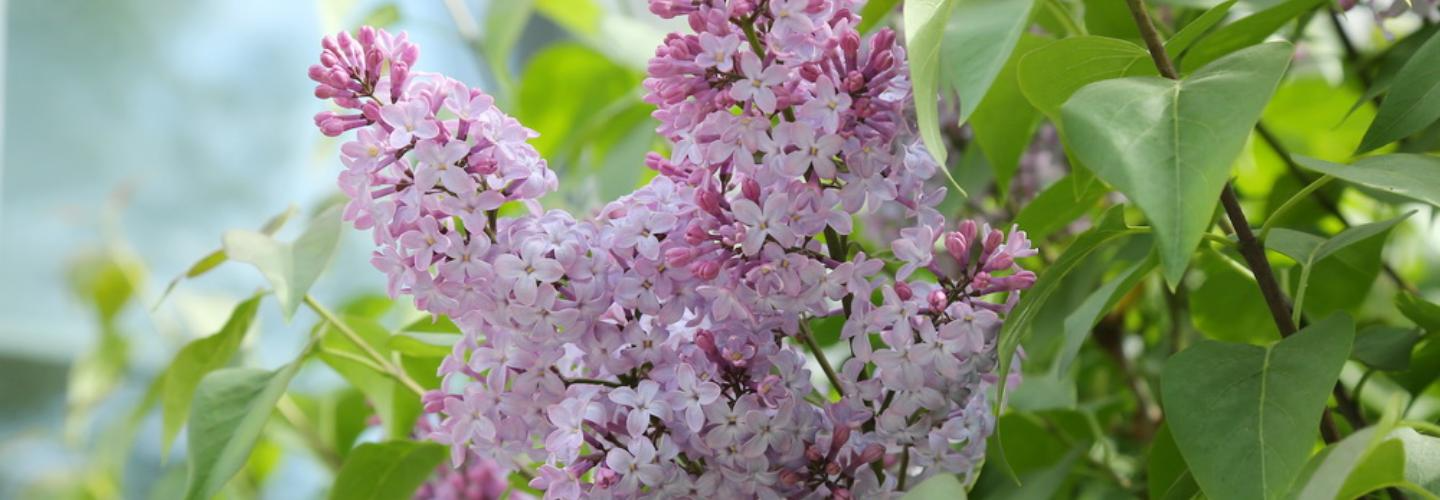 На создание Голубиного сквера вблизи зоопарка выделили 17 миллионов