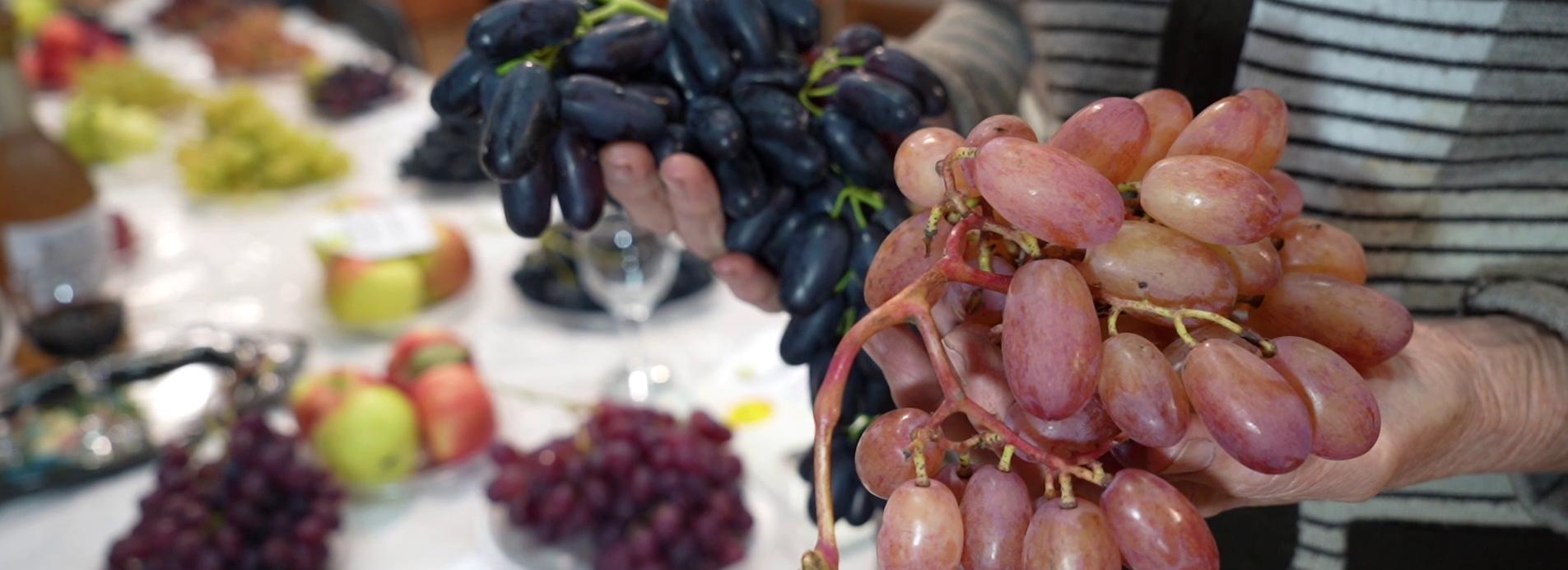 Воздух и снег: секреты виноградарей раскрыли в «Дачной академии»