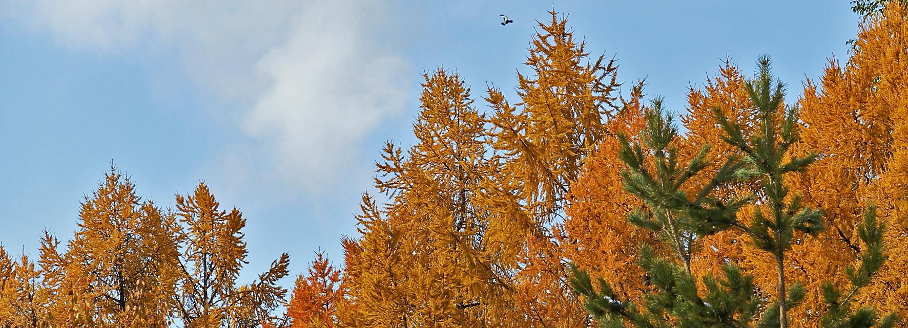 В Новосибирскую область идёт потепление до +11 градусов