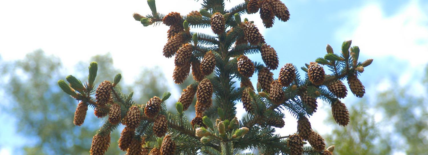 Мэрия не разрешила строить в Заельцовском бору гостиницу, церковь и СТО
