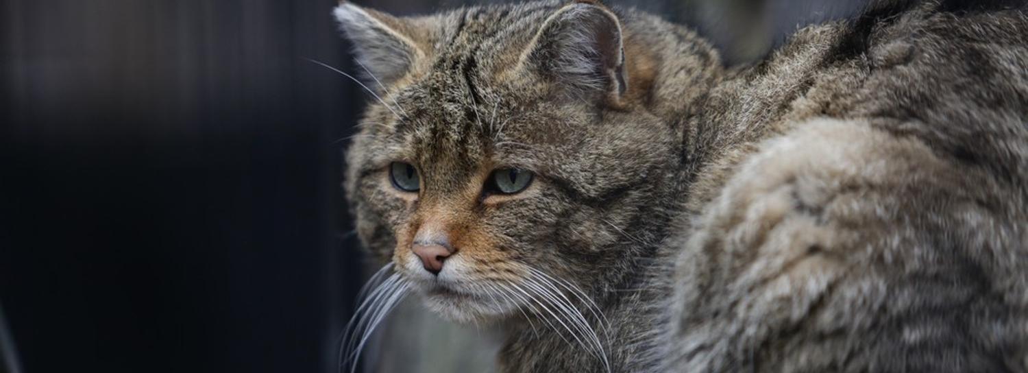 Областные власти выделили 36,4 млн рублей Новосибирскому зоопарку