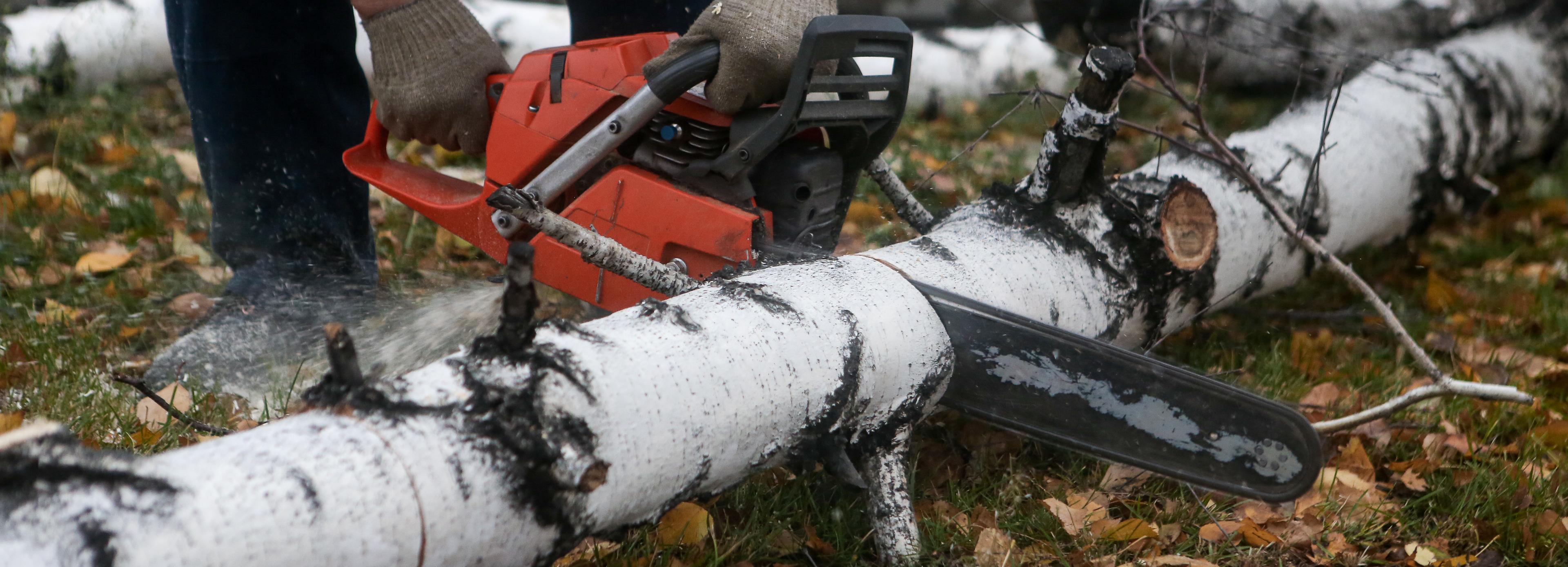 Тракториста наказали за вырубку семи берёз под Новосибирском